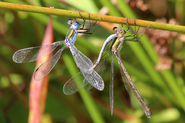 Lestes sponsa Paar, D13 NSG Ulfewiesen bei Weiterode (gestaltete Kleingewässer), 11.08.13, A. Werner