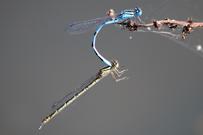 Enallagma cyathigerum Paar ♀ blassgelb, D02 Bebra, Fuldaaue, 19.08.12, A. Werner