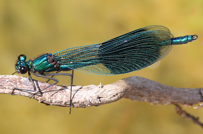 Calopteryx splendens ♂, D02 Bebra, Fuldaaue gestaltetes Kleingewässer, 17.06.12, A. Werner