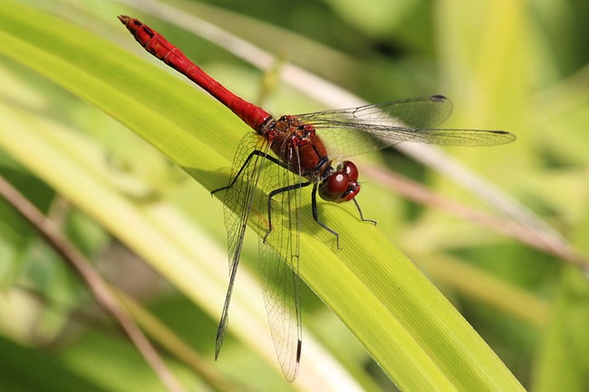 Sympetrum sanguineum ♂, D18 Weiterode Rallenteich im Nausisgrund, 31.07.12, A. Werner