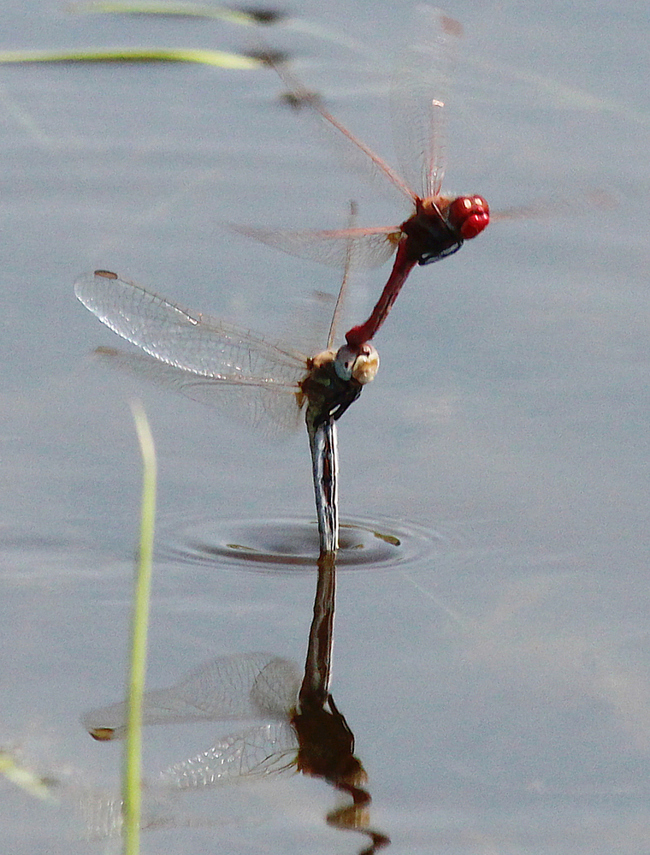 Sympetrum fonscolombii Paar Eiablage, D10 NSG Alte Fulda bei Blankenheim, 25.07.12-3, A. Werner