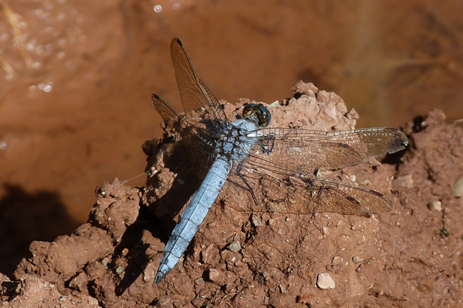 Orthetrum brunneum ♂, J06 Hattenbach (Kleingewässer in ehemaliger Tongrube), 16.08.13-2, G. Koska