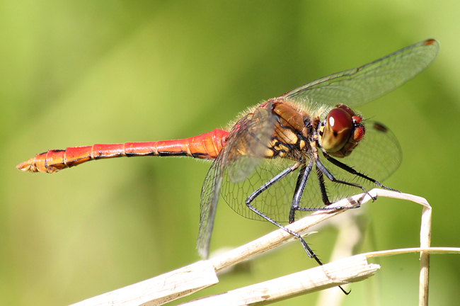 Sympetrum sanguineum ♂, A06 Hergershausen (gestaltete Kleingewässer in ehemaliger Tongrube), 23.07.12, A. Werner