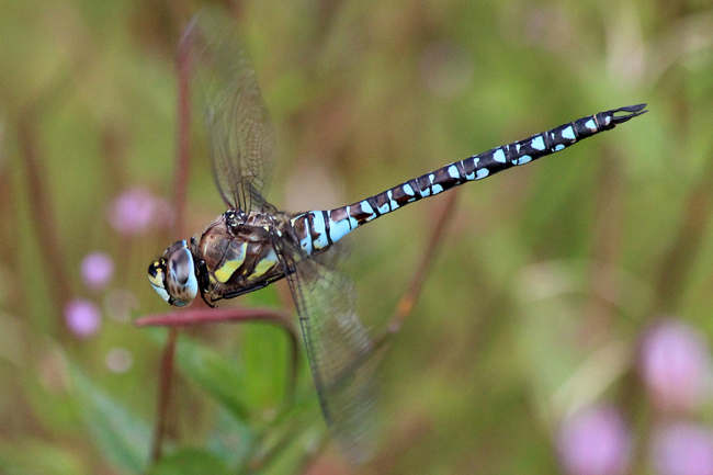 Aeshna mixta ♂, B01 Atzelrode, Kleingewässer, 20.09.11, A. Werner