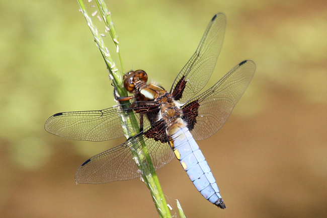 Libellula depressa ♂, F15 Biedebach, Hauksgrund (Kleingewässer), 17.06.13, A. Werner