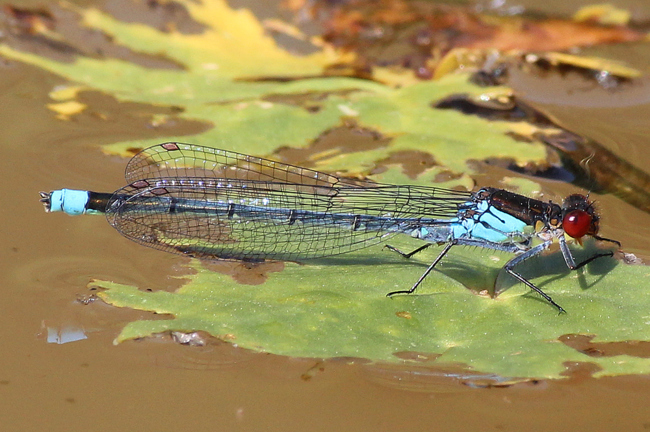 Erythromma najas ♂, D02 Bebra Fuldaaue (gestaltete Kleingewässer), 20.05.12, A. Werner