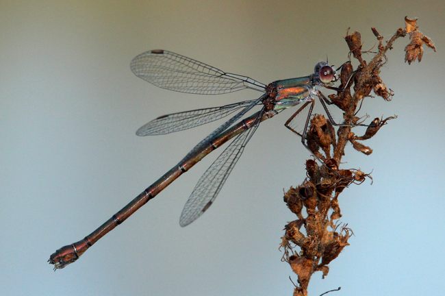 Lestes viridis ♂, D03.1 Bebra, Kiesgruben Nr. 1, 29.10.14, A. Werner