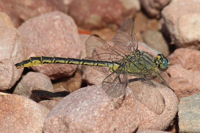 Gomphus pulchellus ♂, D03.1 Bebra Kiesgruben Nr. 3, 08.07.13, A. Werner