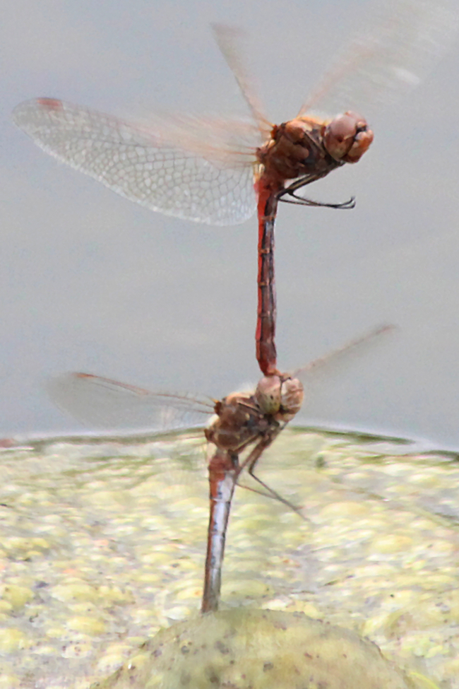 Sympetrum vulgatum Paar Eiablage, F06 Meckbach, Fuldasumpfwiesen (gestaltete Kleingewässer), 23.09.12-1, A. Werner