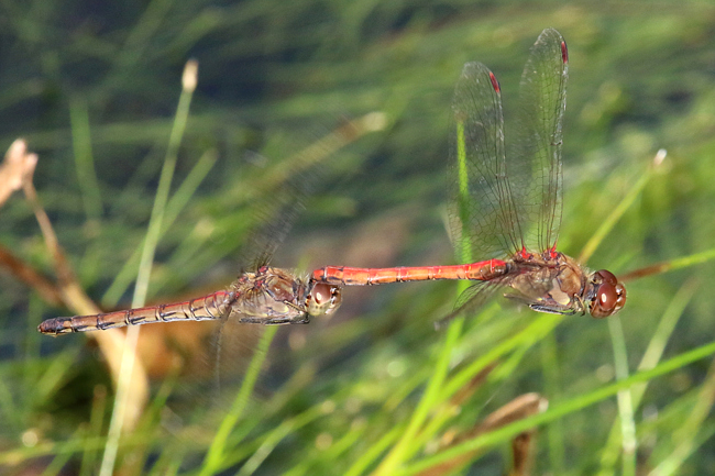 Sympetrum striolatum Paar, D02 Bebra, Fuldaaue (gestaltete Kleingewässer), 19.09.14, A. Werner