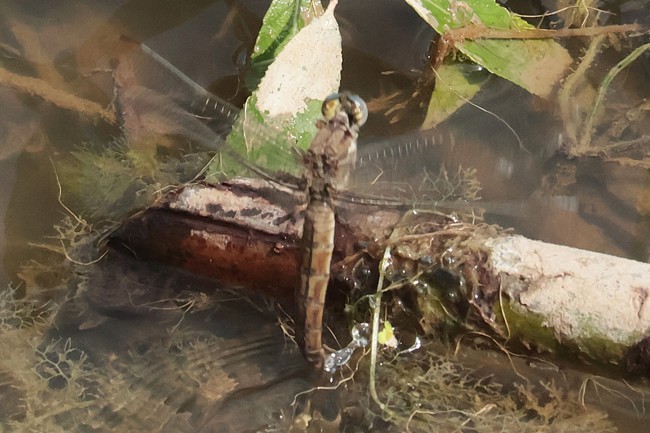 Orthetrum Brunneum ♀ Eiablage, F06 Meckbach, Fuldasumpfwiesen, 29.06.26, A. Werner