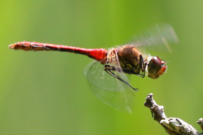 Sympetrum sanguineum ♂, D21 Lüdersdorf, Lehmbachtal (Fischteiche), 26.07.14, A. Werner