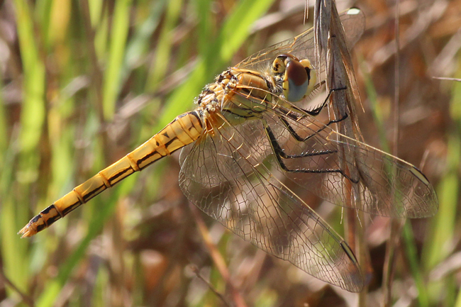 Sympetrum fonscolombii ♀, frisch geschlüpft, D02 Bebra, Fuldaaue (gestaltete Kleingewässer), 16.09.12, A. Werner