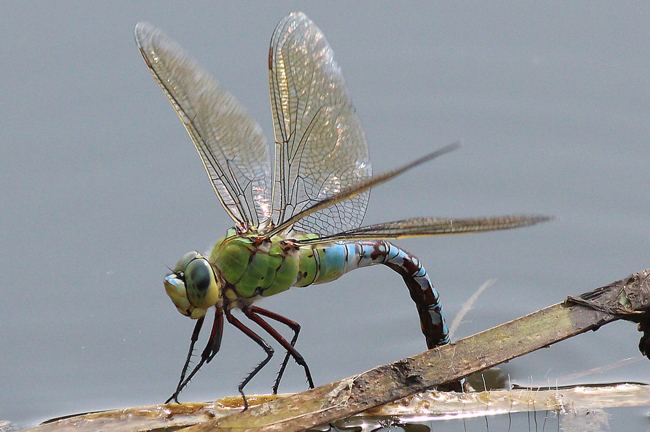 Anax imperator ♀ Eiablage, D03.1 Bebra, Kiesgruben Nr. 2, 13.07.13, A. Werner