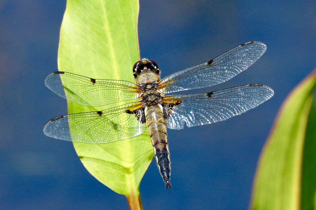 Libellula quadrimaculata ♂, J01 NSG Bruchwiesen bei Mengshausen, 23.07.20, H. Heidl