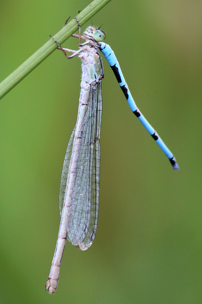 Enallagma cyathigerum ♀, (Paar), D03.1 Bebra, Kiesgruben Nr. 1, 12.08.13, A. Werner