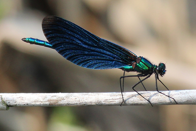 Calopteryx virgo ♂, D13 NSG Ulfewiesen Bei Weiterode (Wehr), 23.05.12, A. Werner