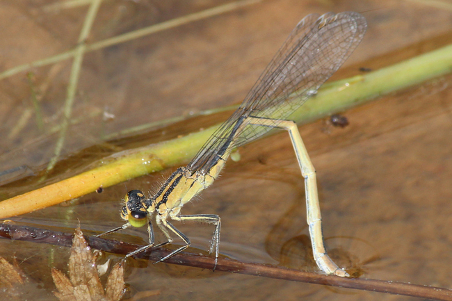 Ischnura elegans ♀ Eiablage, D02 Bebra, Fuldaaue (Ggestaltetes Kleingewässer), 11.08.12, A. Werner