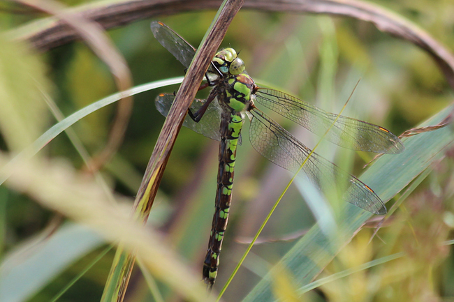 Aeshna cyanea ♀, nach Eiablage, F05 Meckbach, Die Nassen Wiesen (Grabenstau), 29.08.12, A. Werner