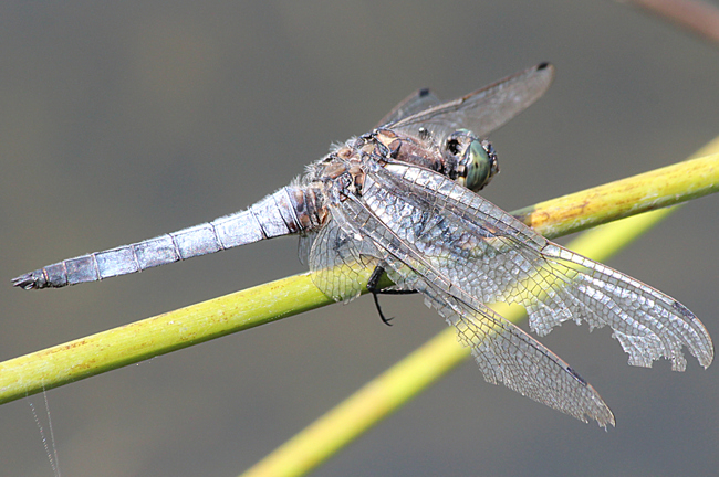 Orthetrum cancellatum ♂, D03.1 Bebra, Kiesgruben Nr. 1 (Abbau beendet), 06.08.13, A. Werner