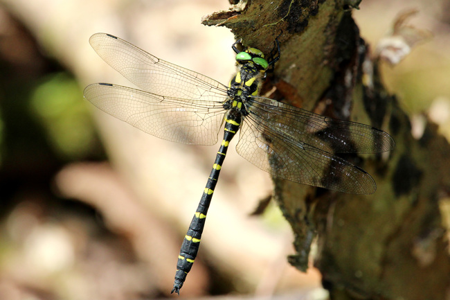 Cordulegaster bidentata ♂, D29.1 Lüdersdorf, Lüderbachquelle (FFH Gebiet), 17.07.15-2, A. Werner