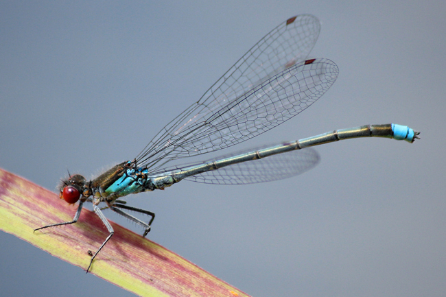 Erythromma najas ♂, D10 NSG Alte Fulda bei Blankenheim, 07.07.12, A. Werner