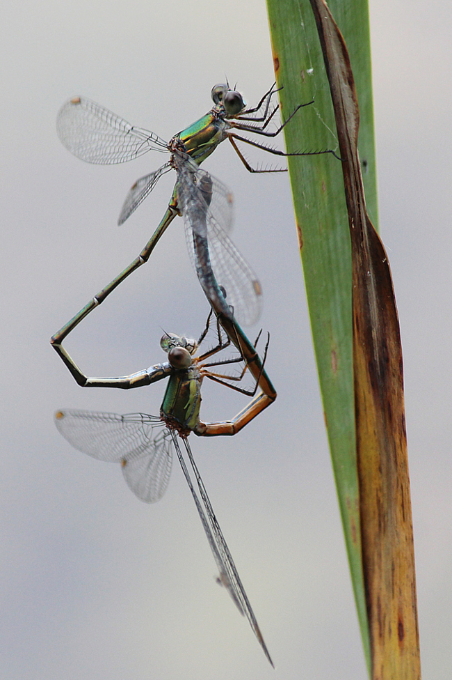 Lestes viridis Paar, F03 Beenhausen, Teiche (Forsthaus Heyerode), 24.09.13, A. Werner