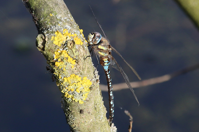 Aeshna mixta ♂, D03.1 Bebra, Kiesgruben Nr. 1, 20.10.14, A. Werner