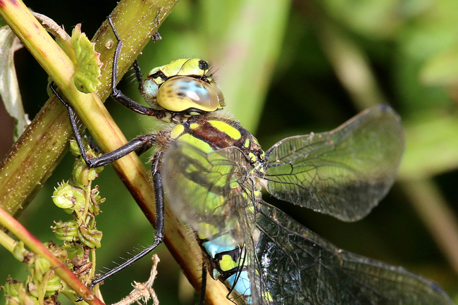 Aeshna cyanea ♂, B01 Atzelrode, Kleingewässer, 28.09.14, A. Werner