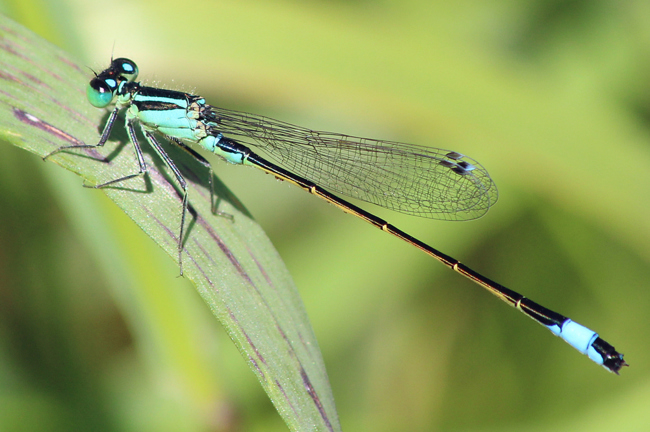 Ischnura elegans ♂, B03 Braach, Großer Kiessee, 01.08.11, A. Werner