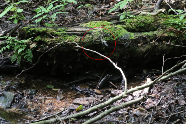 Cordulegaster bidentata ♂, A13 Licherode, Trombach, 02.08.14-5, A. Werner