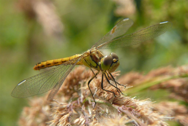 Sympetrum vulgatum ♀, H01 Friedwald, Steinbruchgewässer, 12.08.12, G. Koska