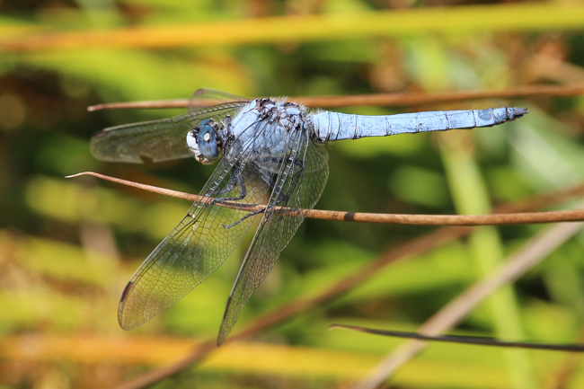 Orthetrum brunneum, ♂, D32 Bebra Fuldaaue (Kuhrasen), gestaltetes Kleingewässer, 19.07.16, A. Werner