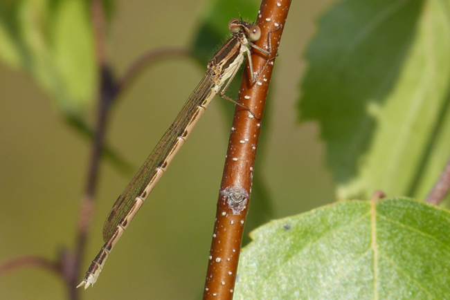 Sympecma fusca jung, H01 Friedewald, Steinbruchgewässer, 21.08.2014 2, G. Koska