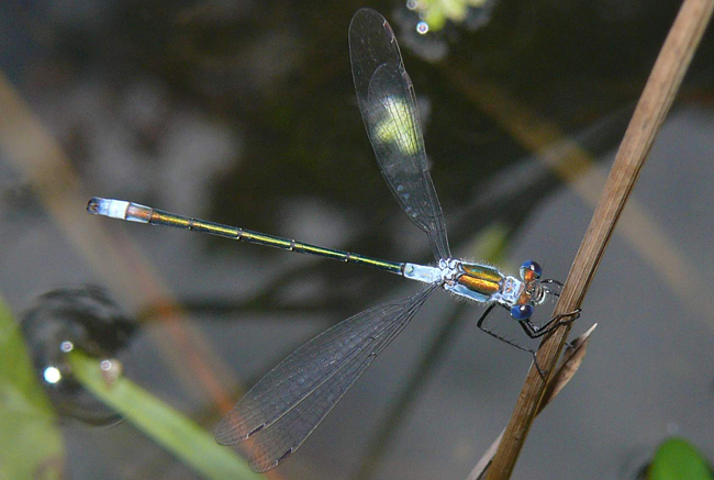 Lestes sponsa ♂, I12 Kathus, Breitzbachtal (Waldtümpel), 22.07.12, G. Koska