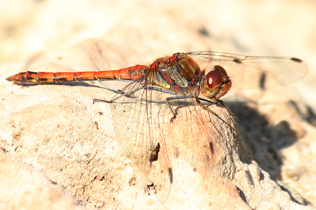 Sympetrum striolatum ♂, A6 Hergershausen, Tongrube, 14.09.12-2, A. Werner