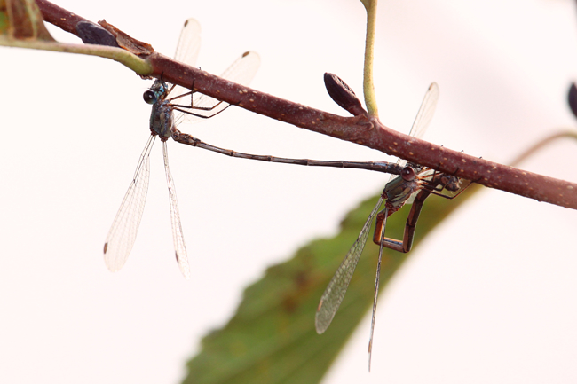 Lestes viridis Paar Eiablage Beleg LB, D03.1 Bebra, Kiesgruben Nr. 1, 31.10.14, A. Werner