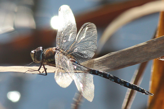 Aeshna mixta ♂, D13 NSG Ulfewiesen bei Weiterode (Weiher), 26.10.13, A. Werner