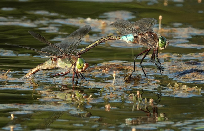 Anax parthenope Paar Eiablage, D33 Bebra Kiesabbau "Finkenroth", 22.06.22 , Arno Werner