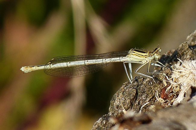 Platycnemis pennipes ♀, I18 Bad Hersfeld, Fuldaaue (Renaturierung), 20.07.13, G. Koska