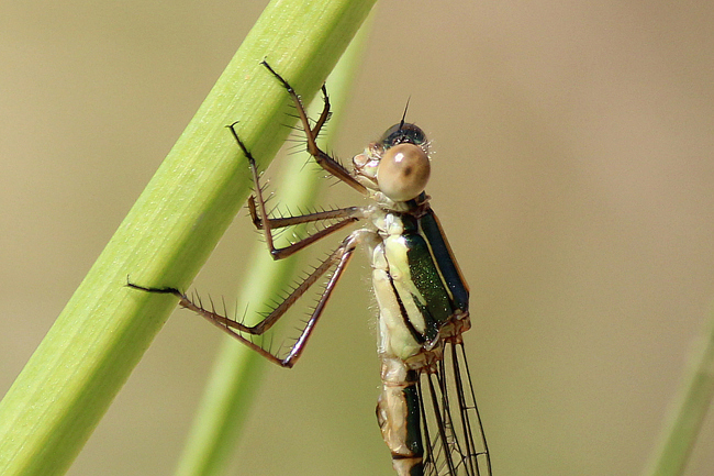 Lestes viridis ♂, D10 NSG Alte Fulda bei Blankenheim, 24.07.13, A. Werner