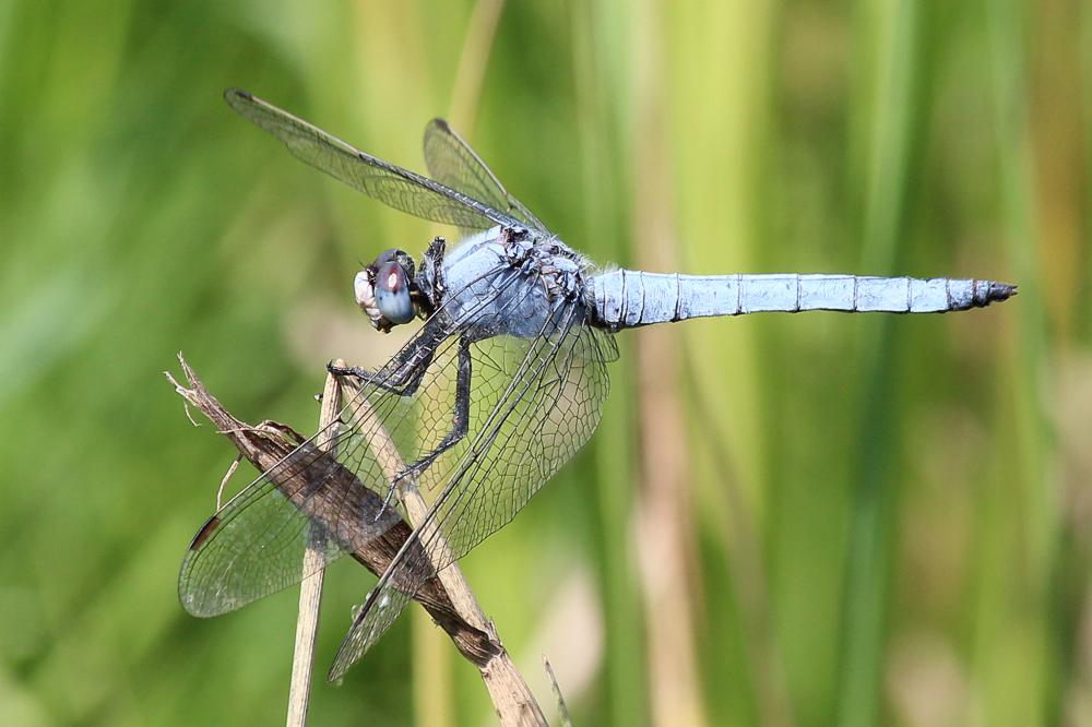 Orthetrum brunneum, F05 Meckbach, Die Nassen Wiesen, Quellsumpf, 22.07.13, A. Werner