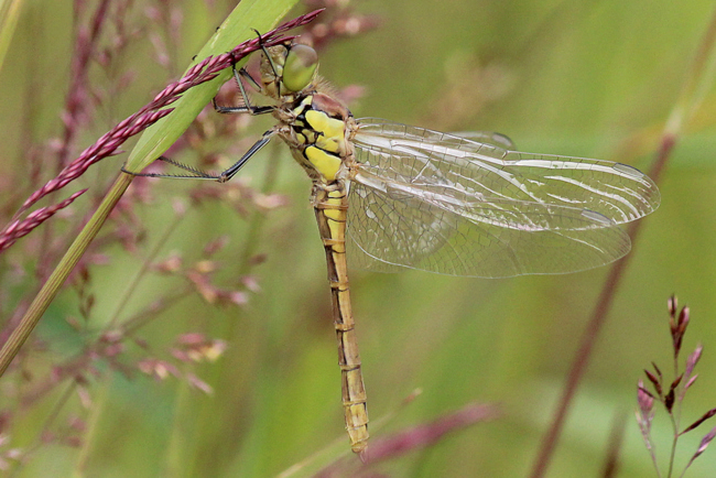 Sympetrum striolatum ♂ jung, D02 Bebra, Fuldaaue (gestaltete Kleingewässer), 24.06.12-1, A. Werner