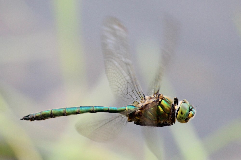 Somatochlora metallica ♂ im Flug, D05 Blankenheim Seitengerinne, 27.06.12, A. Werner