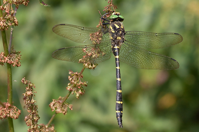 Cordulegaster bidentata ♂, B12 Rotenburg Rotenburg, Guttelstal und Bach, 08.08.09-2, M. Kreisel