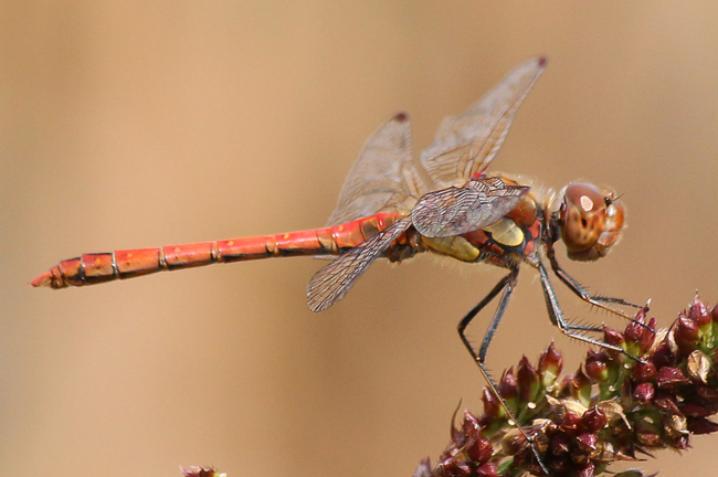 Sympetrum striolatum ♂, A03 Baumbach, Grube Ruppel, 04.09.11, A. Werner