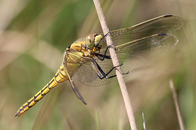 Orthetrum cancellatum ♂ jung, D24 Bebra, Fuldaaue Solzbach, 01.07.13, A. Werner