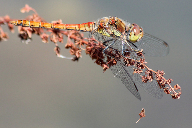 Sympetrum striolatum ♂, D02 Bebra, Fuldaaue (gestaltete Kleingewässer), 30.07.12, A. Werner