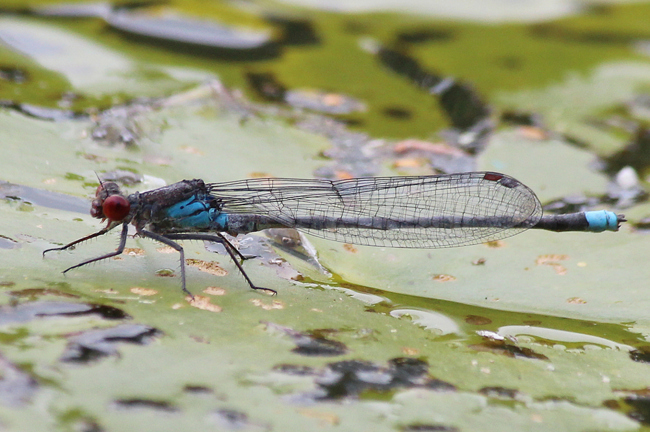 Erythromma najas ♂, D03 Bebra, Großer Kiessee, 06.10.12, A. Werner