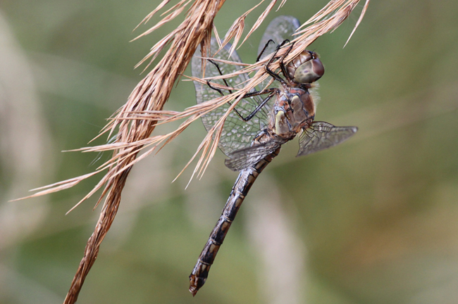 Sympetrum striolatum ♀ nach Wasserrettung, D13 NSG Ulfewiesen bei Weiterode (Weiher), 13.11.13-2, A. Werner